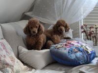 Toypudel Welpen Rot/Fawn