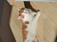 Europäischer kurzhaar kater