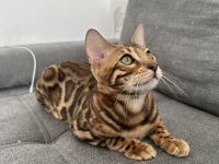 Bengal Kitten - Abholbereit- noch 1 Kater frei