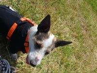 Parson Russell 3 Jahre Rüde