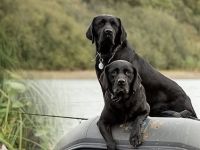 Labrador Welpen