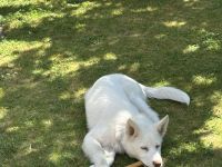 Sibirischer Husky Welpe 4 Monate alt