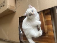 Süßes BKH Kitten abzugeben