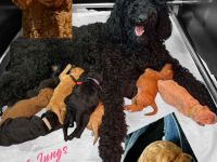 Liebevoll aufgezogene reinrassige Groß/Königspudel-Welpen