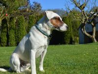 Parson Russell Terrier Deckrüde