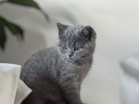 Süßes BKH-Kitten mit grauem Fell – 10 Wochen jung