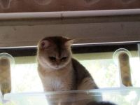 BKH Kater suchen neuen Wirkungskreis