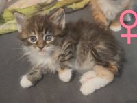 Maine Coon Kitten
