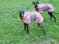 Italienisches Windspiel ... Italian Greyhound