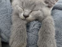 BKH Kitten blue, Britisch Kurzhaar