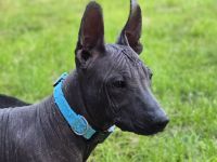 Xoloitzcuintle Standard