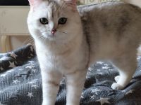 BKH Deckkater silver shaded