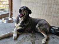 Einzigartige Gloria sucht ihre Menschen