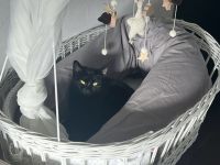 (Freigänger) Wanda sucht neues Zuhause