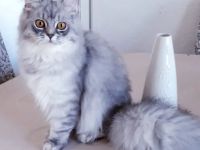 Katze weibchen 8 Monate alt perser bkh