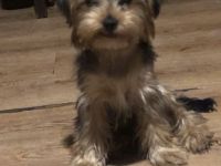 Rüde Yorkshire Terrier Welpe ab sofort vermittelbar