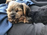 Yorkshire Terrier weibchen ab sofort vermittelbar