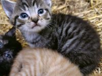 Kleine Europäisch Kurzhaar x British Kurzhaar Katzen