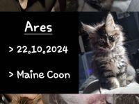 Maine coon Kater kitten VB