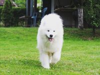 Samojede Rüde – Champion-Abstammung 🐾