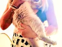 Neva Masquarade Deckkater reinrassig