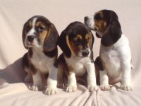Beagle Welpen tricolor