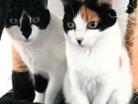 Fernando und Pepper warten nun in Magdeburg auf ein Für-Immer-Zuhause