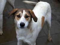 Hübsche Pai sucht liebevolles Zuhause