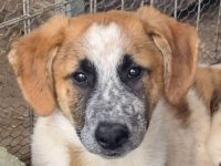 Mirco, sehr aufgeschlossener verspielter junger Rüde, 6 Monate, 43 cm (wachsend)