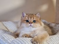 Bkh britisch kurzhaar kitten,Kätzchen mit Stammbaum þ