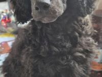 2 Zwerg/Kleinpudelwelpen suchen