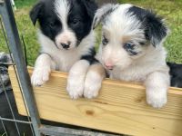 Wunderschöne Border Collie Welpen – Familienaufzucht mit Herz ❤️