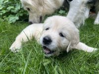 Hübschester Golden Retriever Wurf