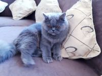 Katze weibchen 1,7 jahre alt perser bkh grau