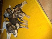 Mischlinge Jack Russell