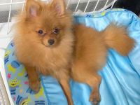 Zwergspitz Hündin – liebevolles Zuhause gesucht