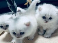 Bkh kitten mit blauen Augen,Abholbereit