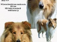 Wurfankündigung um den 06.06.2025  Collie Welpen