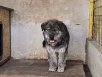 Rubert wartet auf seine Menschen