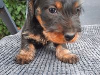 Dackel . Rauhaardackel