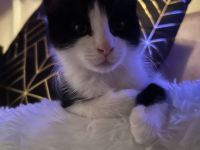 Kater Kovu sucht dringend neues Zuhause
