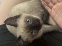 Siam Baby Katze zu vergeben