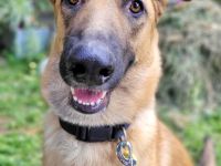 Lieb & lustig - Malinois Mischling Hündin, Belgischer Schäferhund, Familienhund, Anfängerhund