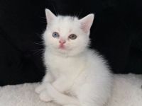 Süße Reinrassige BKH zu verkaufen