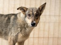 Ruhiges Zuhause für Franka gesucht