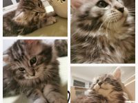 Typvolle Maine Coon Kitten - verspielt, verschmust & bereit für ihr Für-Immer-Zuhause