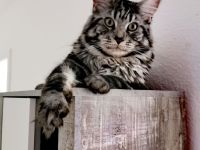 Deckkater Jon Snow - junger XXL Maine Coon-Gentleman auf Herzensmission