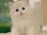 Neva Masquarade Kitten mit Stammbaum