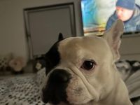 Hallo ich bin coco und bin französische bulldoggen