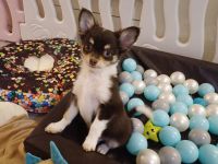 Traumhafte Chihuahua Welpen aus seriöser Zucht auch Husky